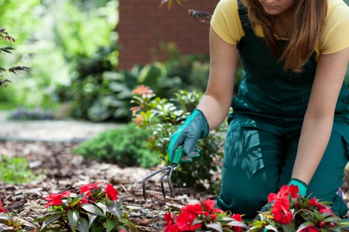 Experienced tree surgeons managing outdoor tree care
