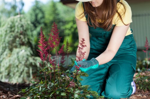 Arborist assessing a tree before pruning or removal work